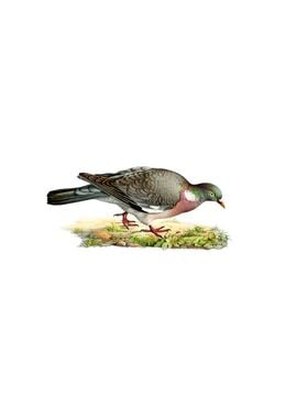 Vintage Common Wood Pigeon