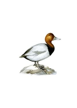 Common Pochard Duck Bird