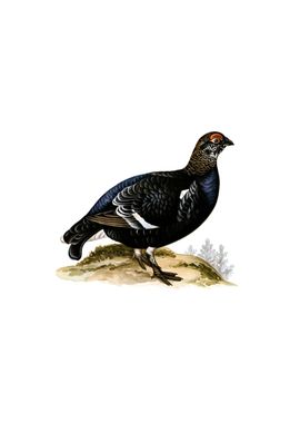 Vintage Black Grouse Bird