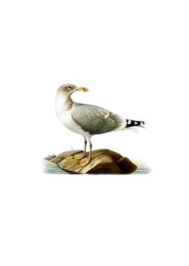 European Herring Gull Bird