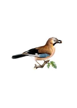 Vintage Eurasian Jay Bird