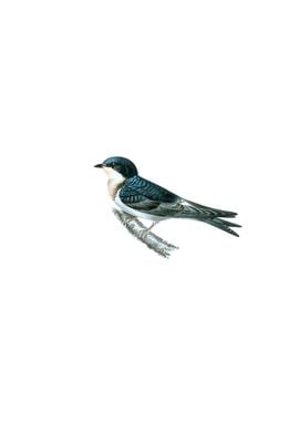 Martin Swallow Hybrid Bird