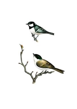 Coal And Marsh Tit Bird