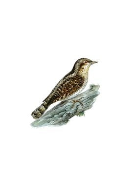 Eurasian Wryneck Bird