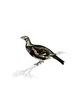 Grouse Ptarmigan Bird