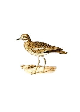 Eurasian Stone Curlew Bird