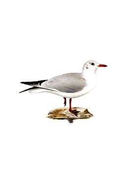 Vintage Black Headed Gull