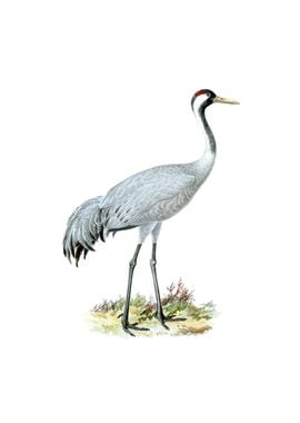 Vintage Common Crane Bird