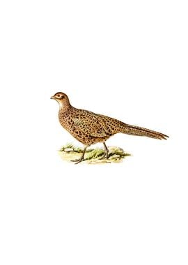 Vintage Pheasant Bird