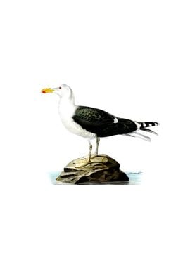 Great Black Backed Gull