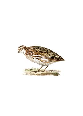 Vintage Common Quail Bird