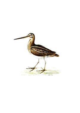 Vintage Common Snipe Bird