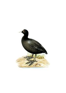 Vintage Eurasian Coot Bird