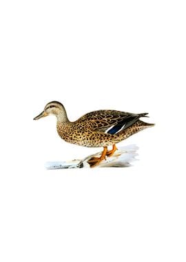 Vintage Mallard Duck Bird