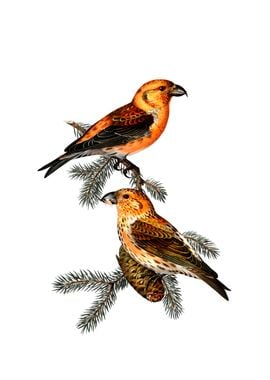 Vintage Red Crossbill Bird