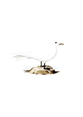 Vintage Ivory Gull Bird