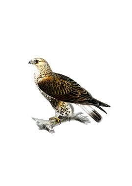 Vintage Rough Legged Hawk