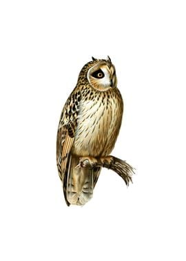 Short Eared Owl Bird