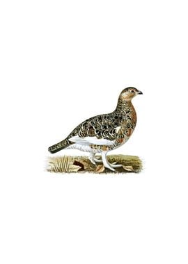 Male Willow Ptarmigan Bird