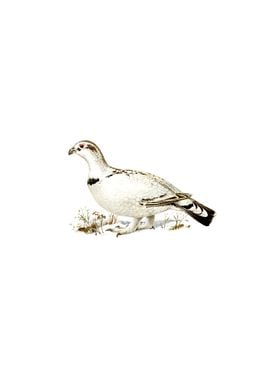 Capercaillie Ptarmigan