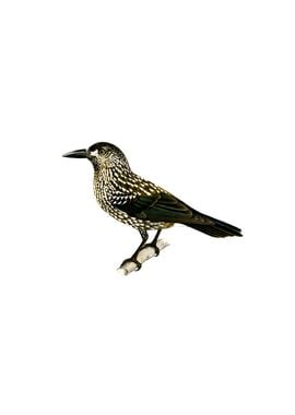 Spotted Nutcracker Bird