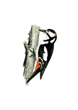 Great Spotted Woodpecker