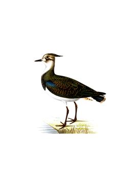 Nortnern Lapwing Bird