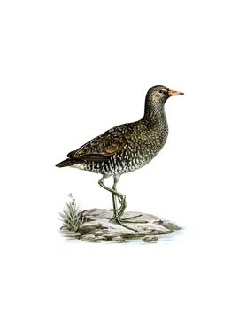 Water Rail Bird