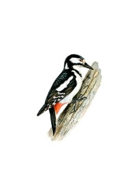 Great Spotted Woodpecker