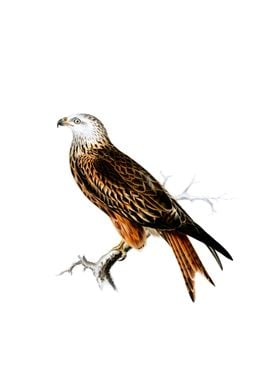 Vintage Red Kite Bird