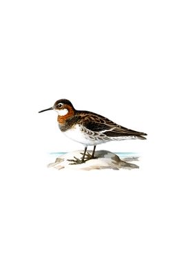 Red Necked Phalarope Bird