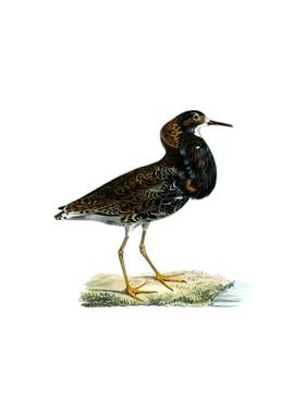 Vintage Ruff Sandpiper