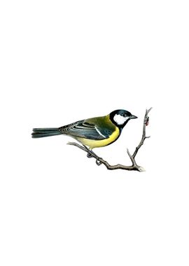 Vintage Great Tit Bird