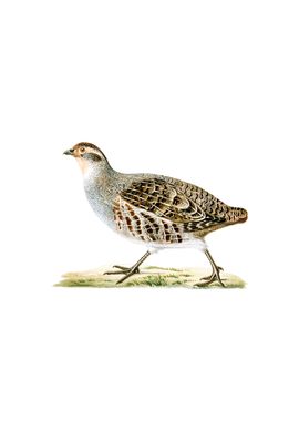 Grey Partridge Bird