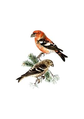 Two Barred Crossbill Bird