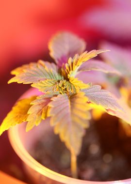 Cannabis plants flowering