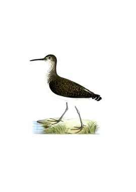 Green Sandpiper Bird