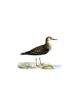 Temmincks Stint Bird