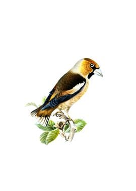 Vintage Hawfinch Bird