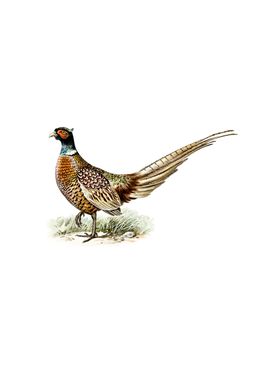 Ring Necked Pheasant Bird