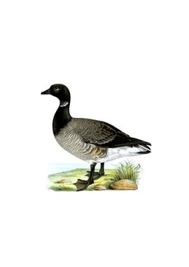 Vintage Brant Goose Bird