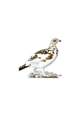 Willow Ptarmigan Bird