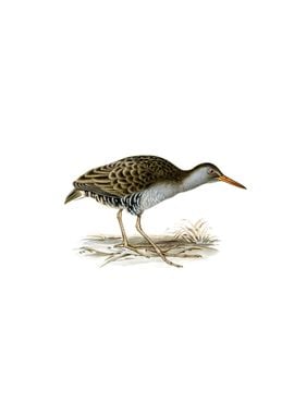 Water Rail Bird