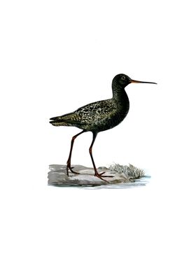 Spotted Redshank Bird