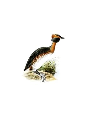 Horned Grebe In Spring