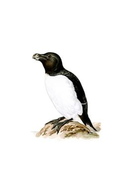 Vintage Razorbill Bird