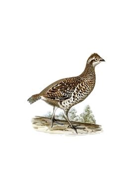 Vintage Hazel Grouse Bird