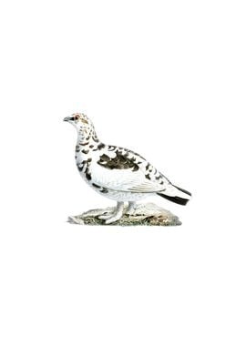 Vintage Rock Ptarmigan