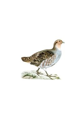 Grey Partridge Bird