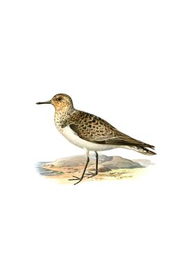 Vintage Sanderling Bird